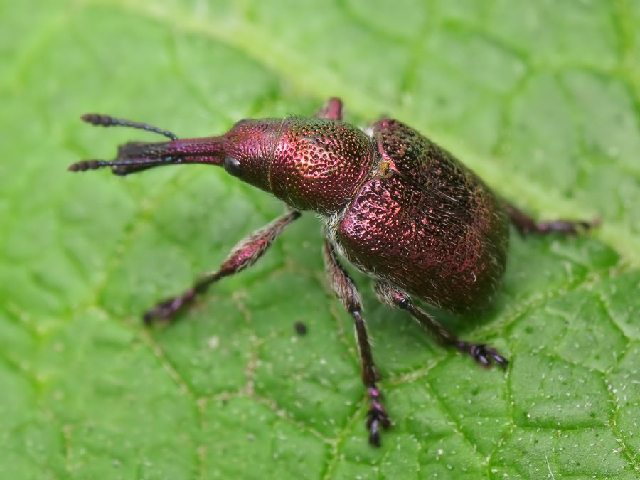 Rhynchites (Epirhynchites) giganteus Krynicki, 1832